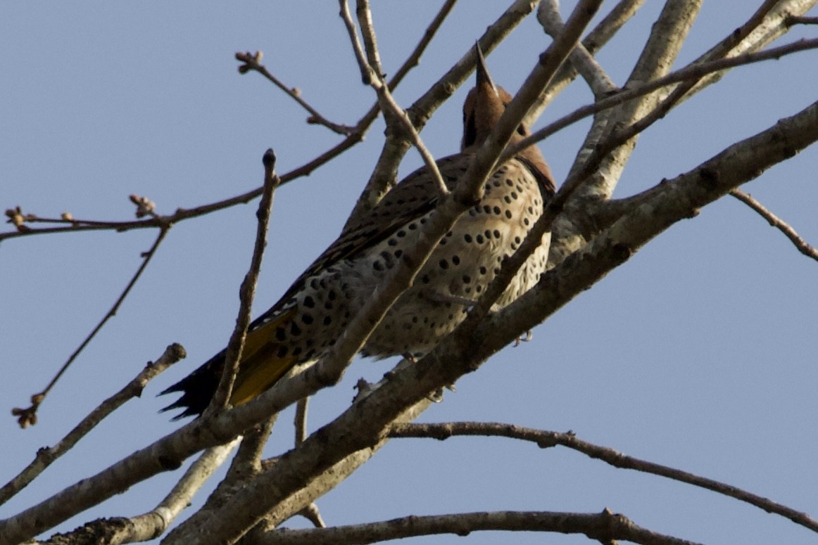 Northern Flicker - ML430159101