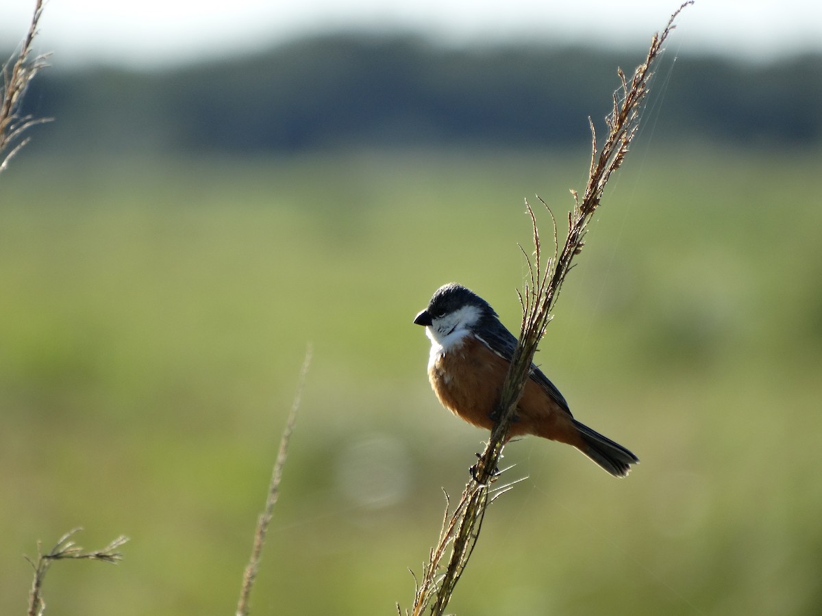 Marsh Seedeater - ML430159331