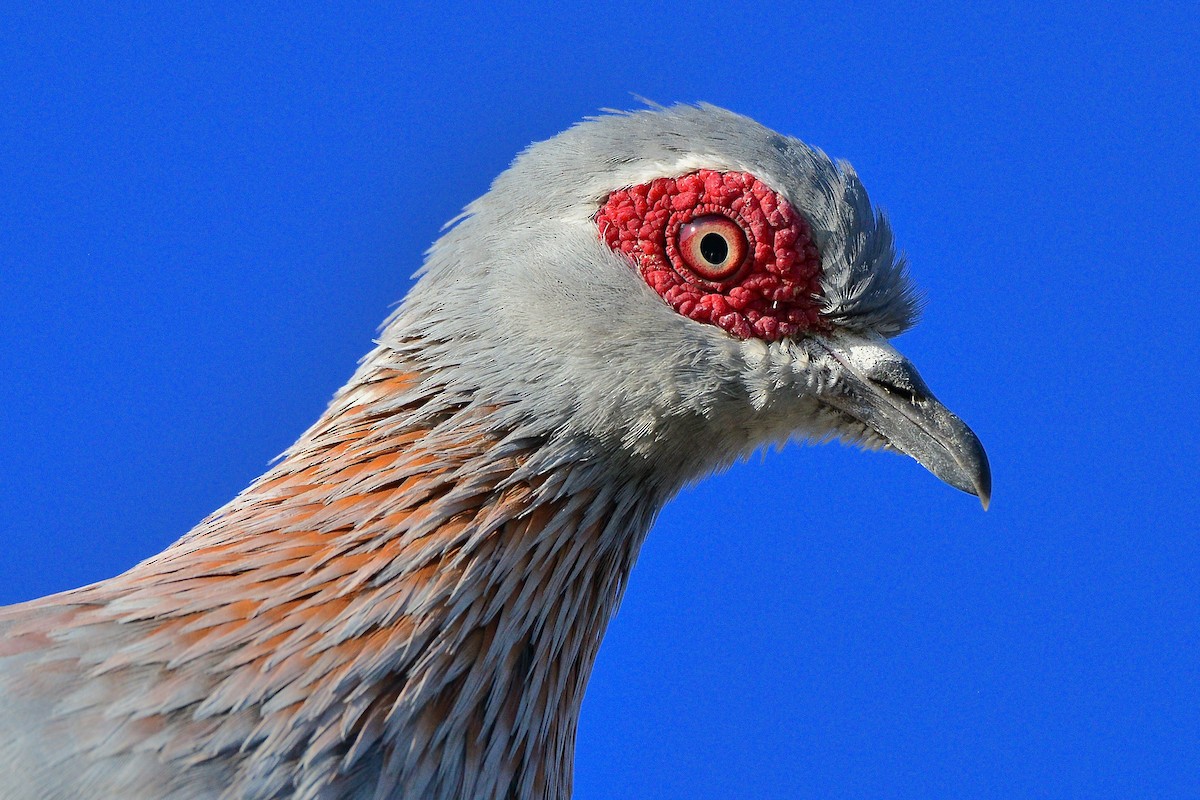 Speckled Pigeon - ML430159641
