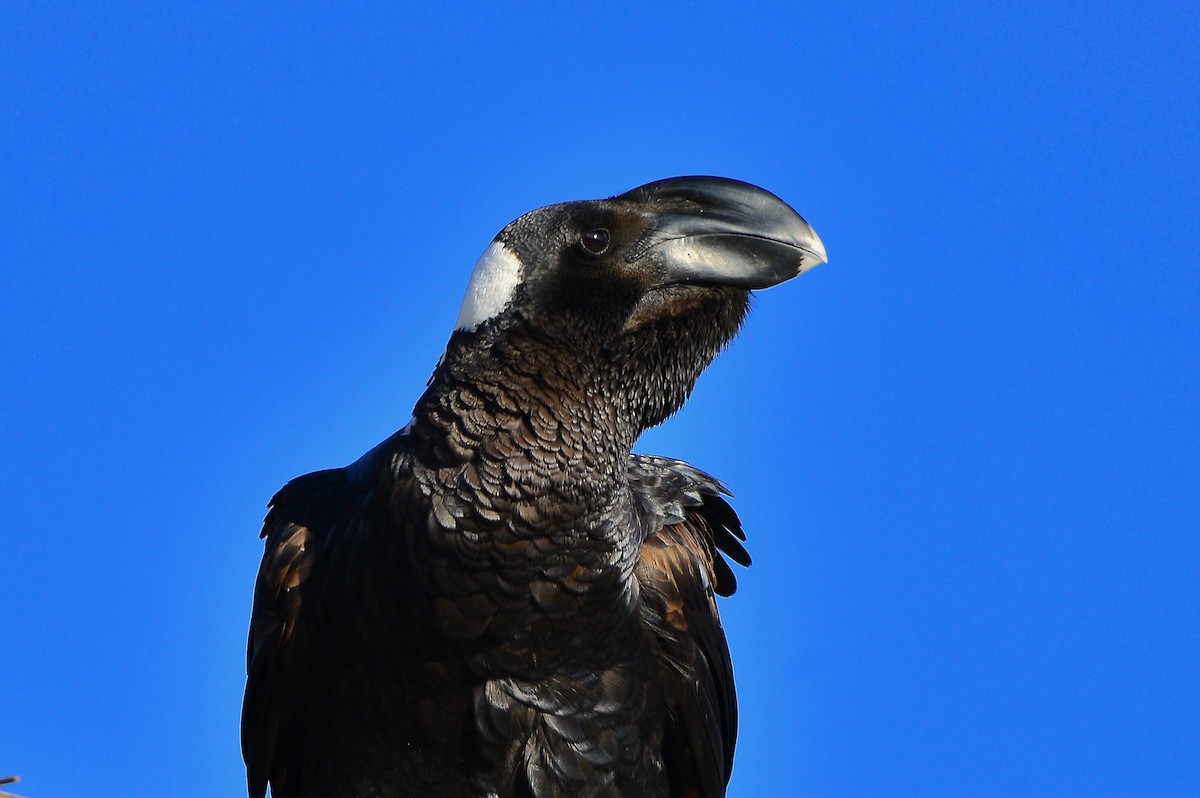 Thick-billed Raven - ML430159721
