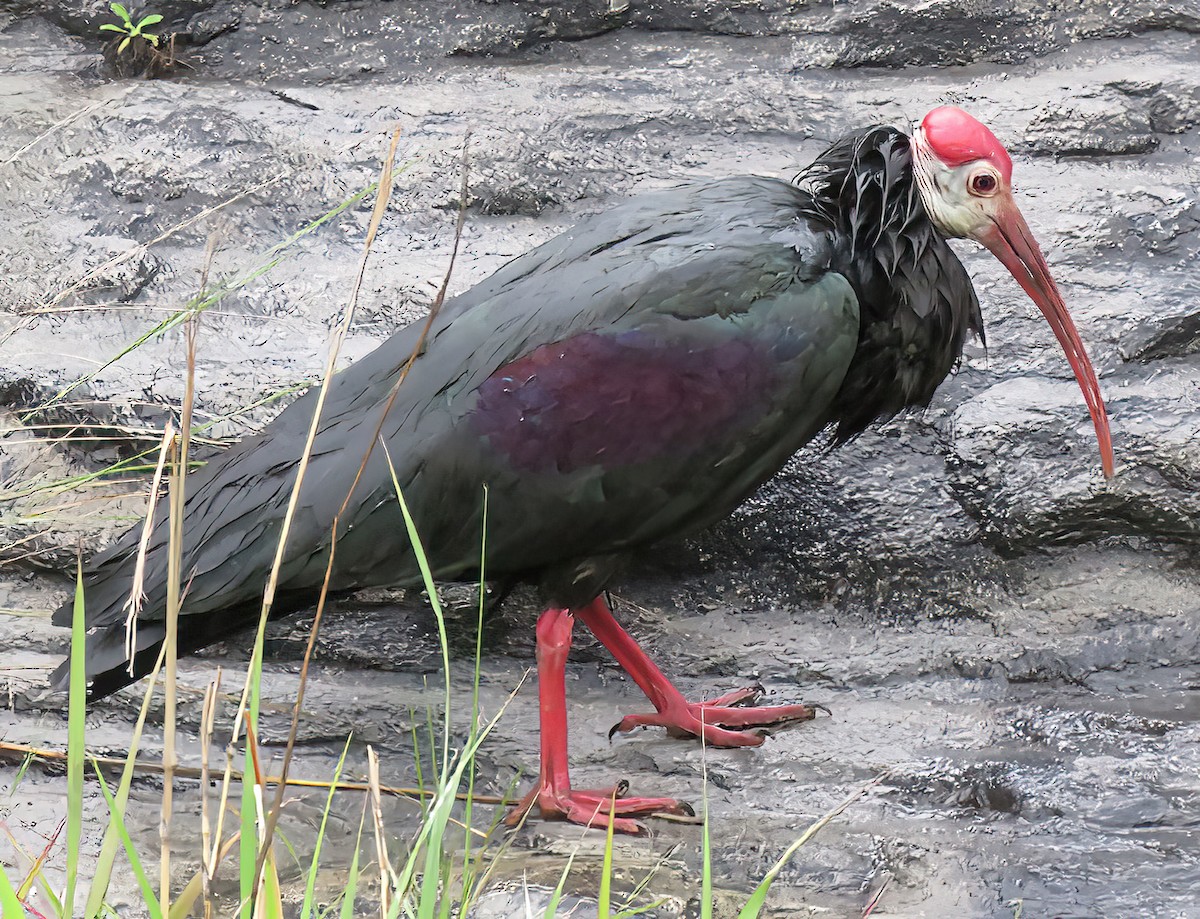 ibis jihoafrický - ML430159981