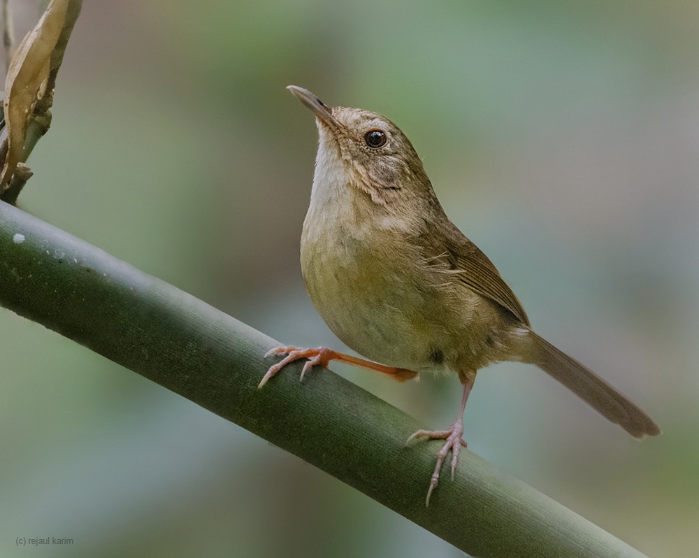 Buff-breasted Babbler - ML430160371