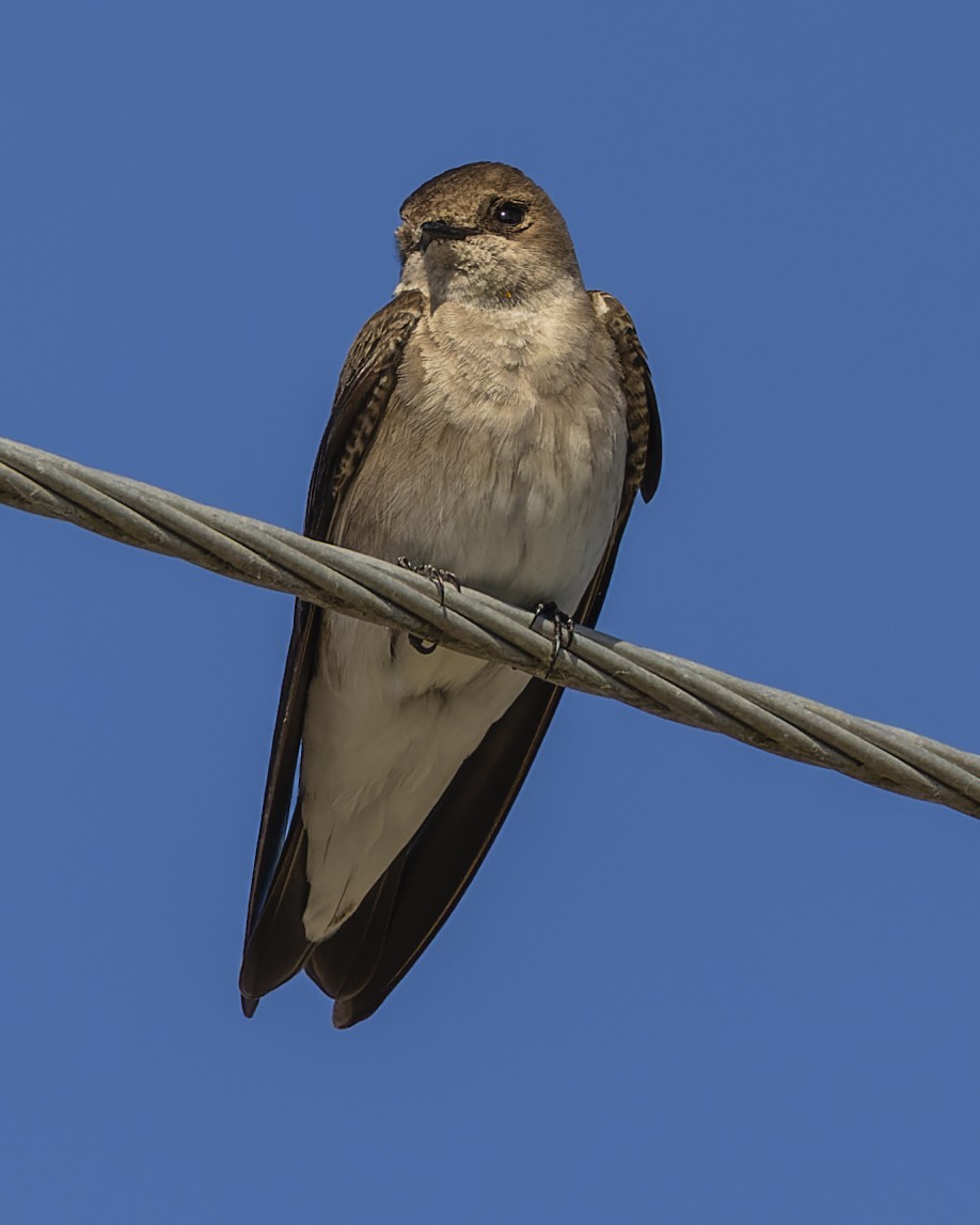 Northern Rough-winged Swallow - ML430160401