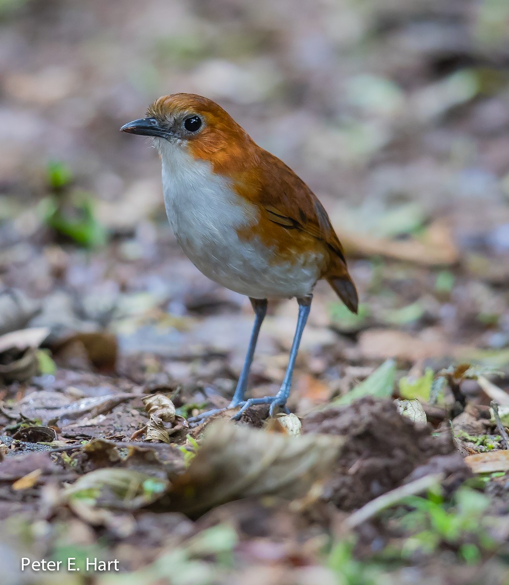 White-bellied Antpitta - Peter Hart