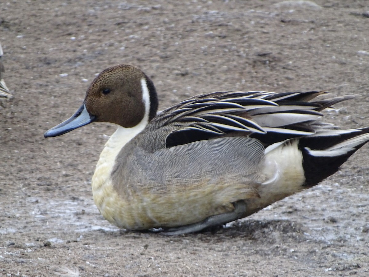 Northern Pintail - Denise Desmarais