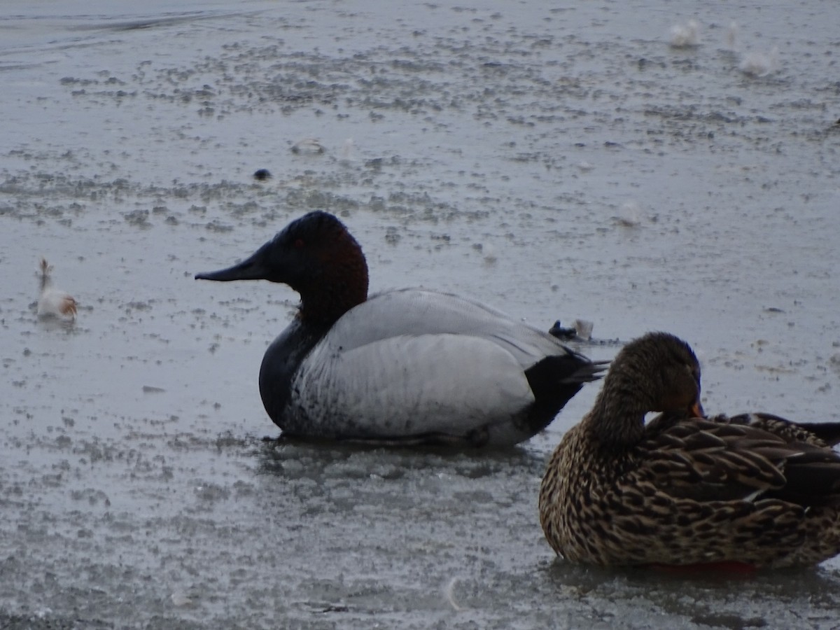 Canvasback - ML430161101