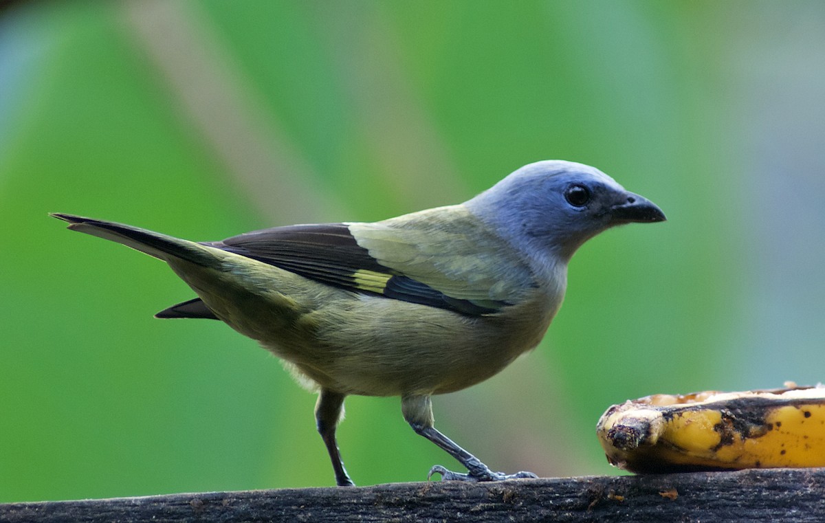 Yellow-winged Tanager - ML430161231