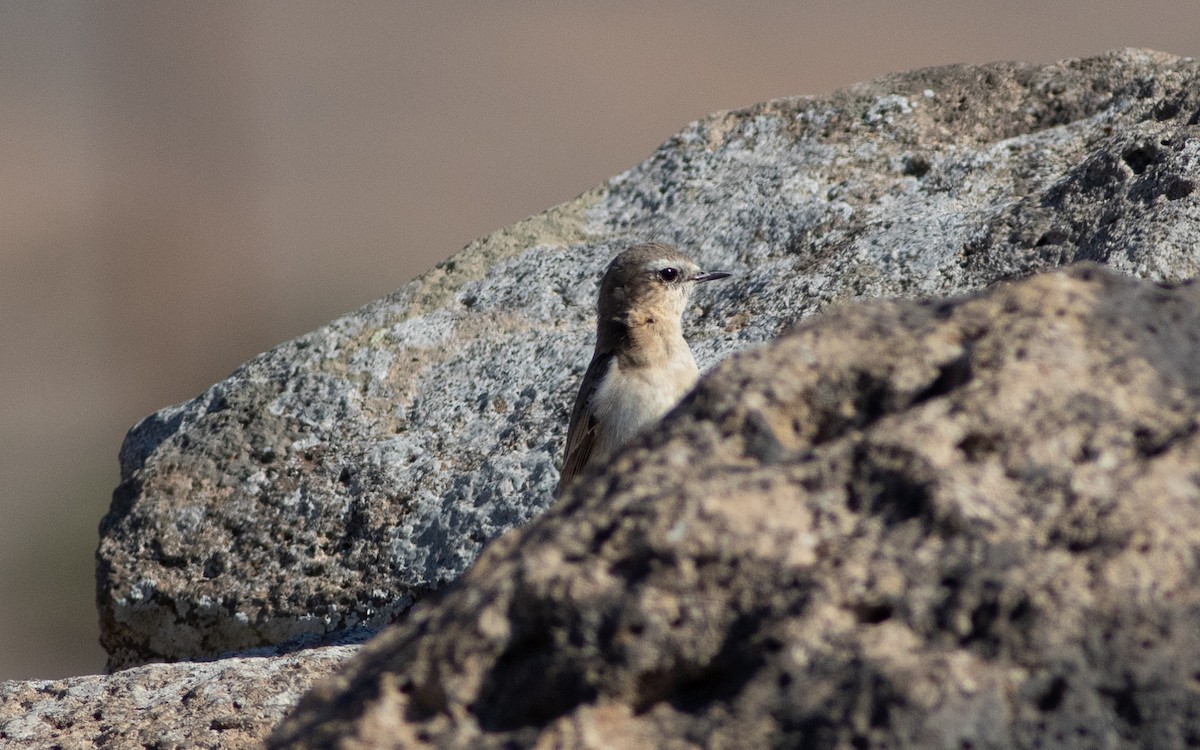 Northern Wheatear - ML430161311