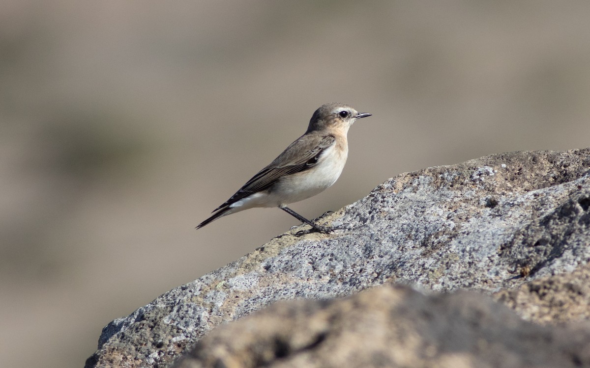 Northern Wheatear - ML430161321