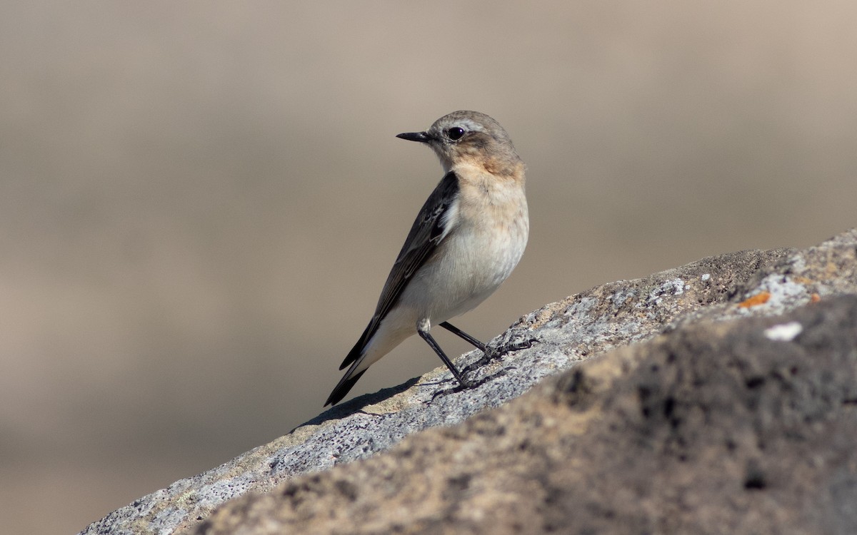 Northern Wheatear - ML430161331