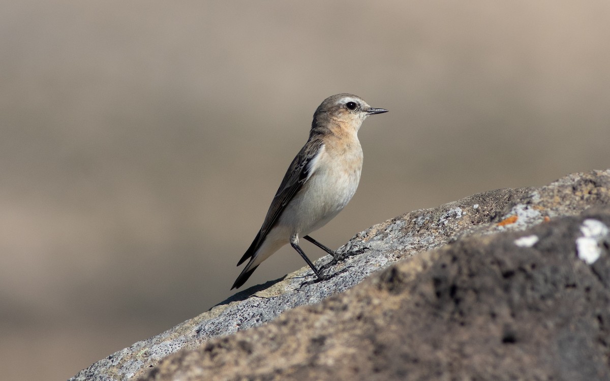 Northern Wheatear - ML430161361
