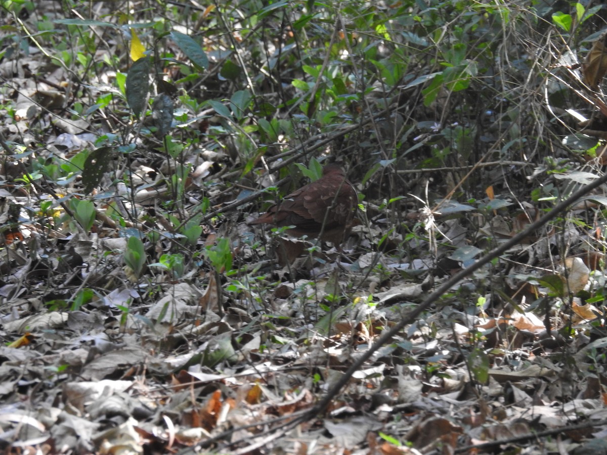 Ruddy Quail-Dove - ML430162031