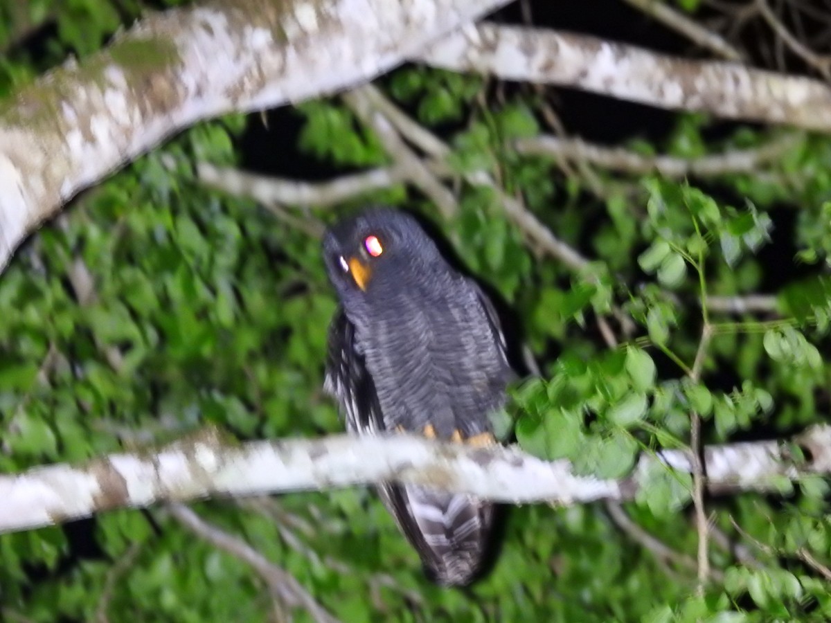 Black-banded Owl - ML430162571