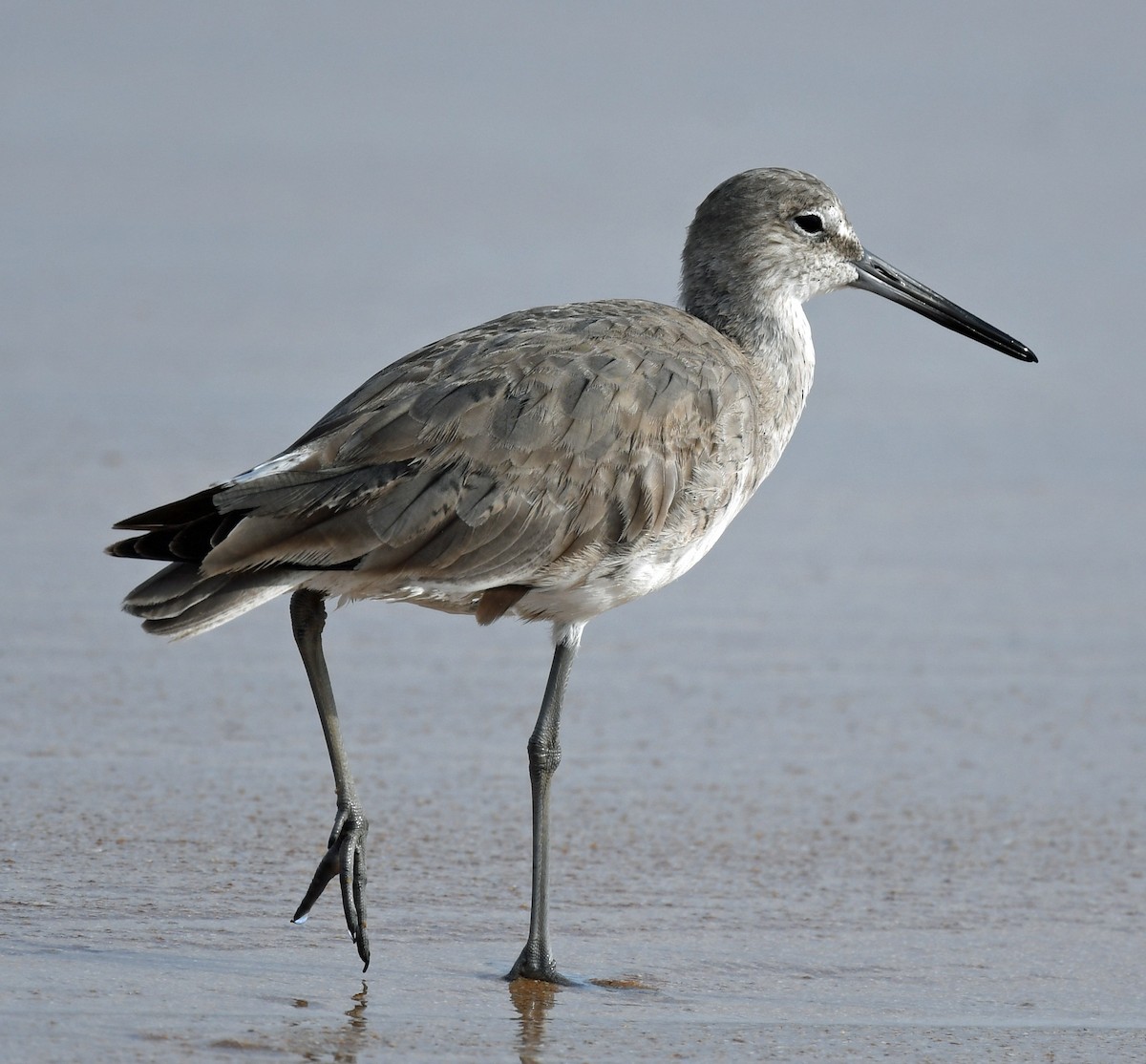 Willet - ML430162751