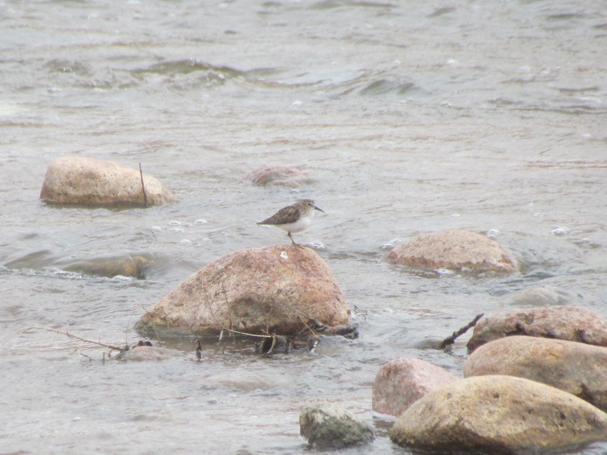pygmésnipe - ML430162841