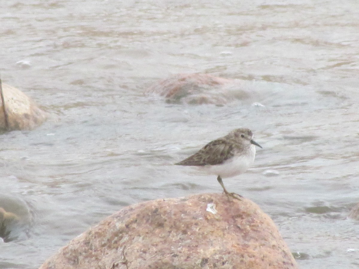 pygmésnipe - ML430162901