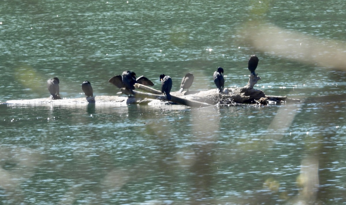 Double-crested Cormorant - ML430163531