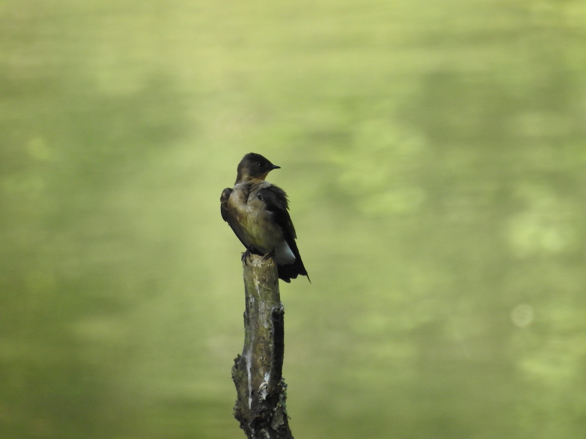 Southern Rough-winged Swallow - Carlos Cabrera