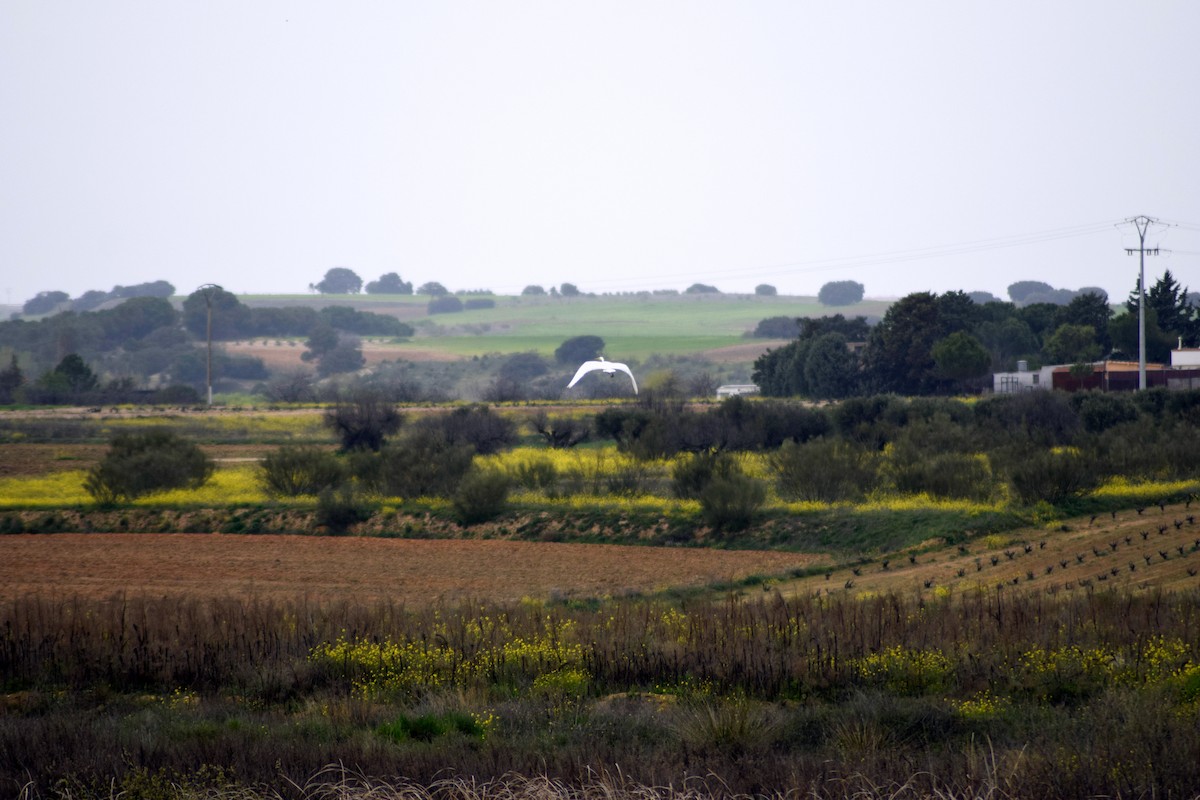 לבנית גדולה - ML430164021