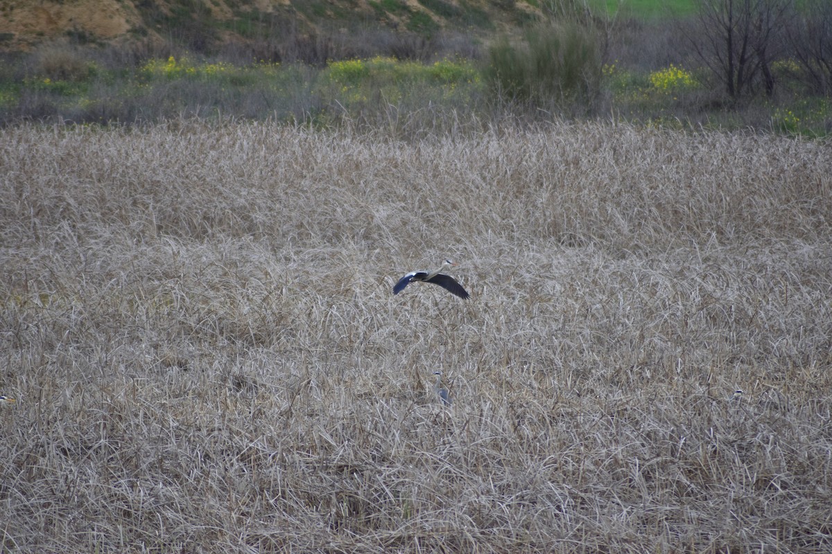 Gray Heron - ML430164141