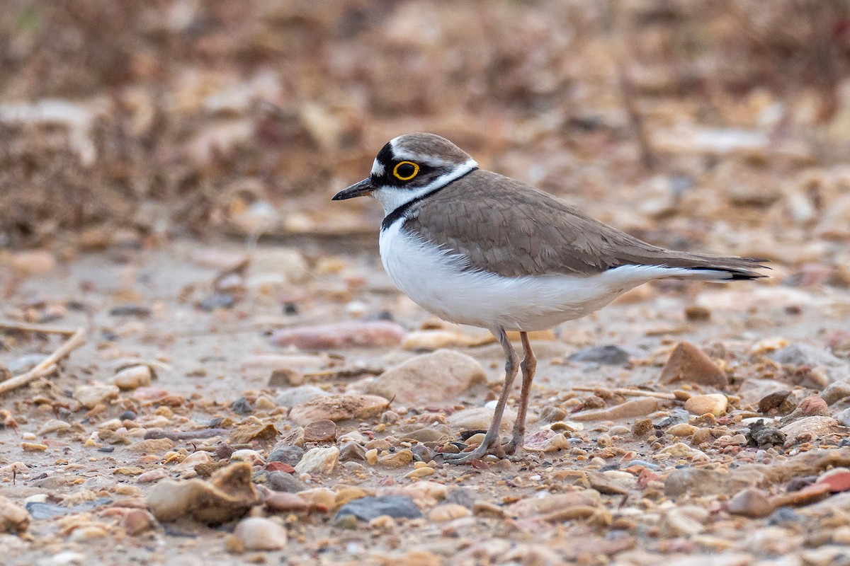 Little Ringed Plover - ML430164681