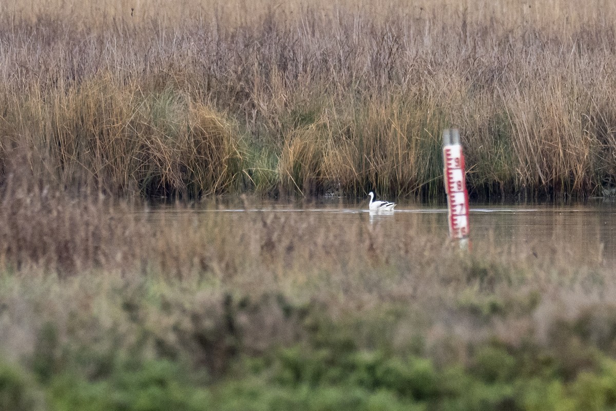 Pied Avocet - ML430165191