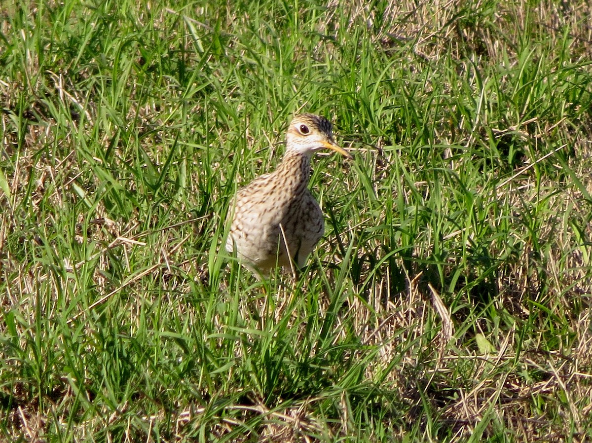 Upland Sandpiper - John  Mariani