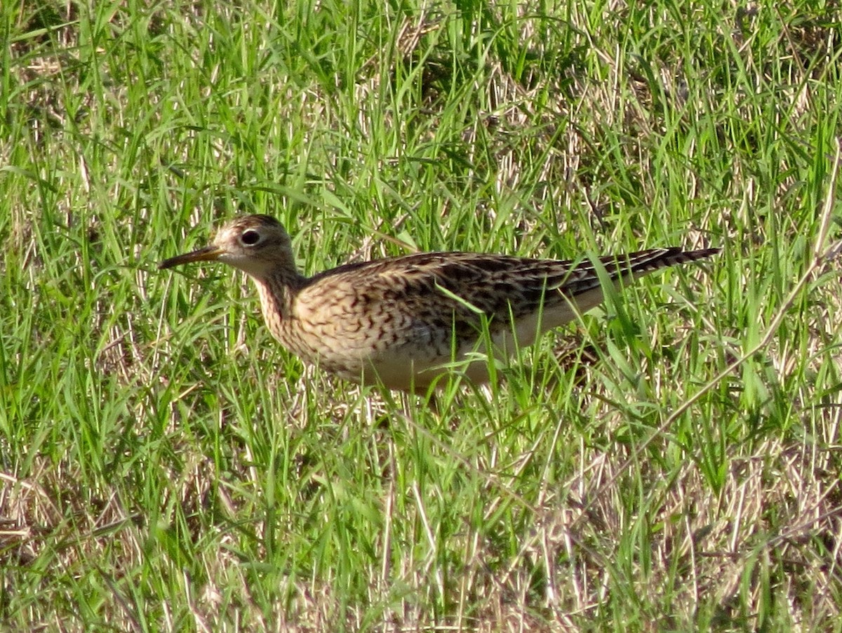 Upland Sandpiper - ML430165561