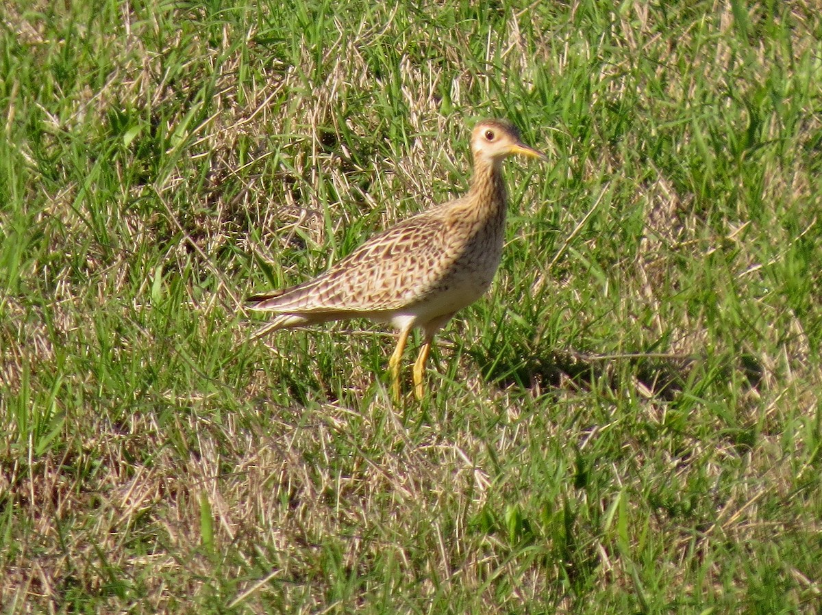 Upland Sandpiper - John  Mariani