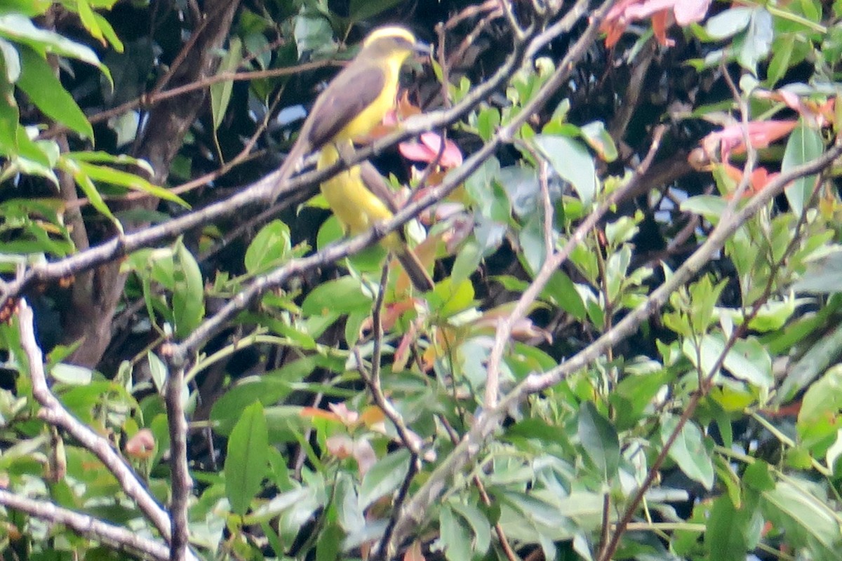 Lemon-browed Flycatcher - ML430166081