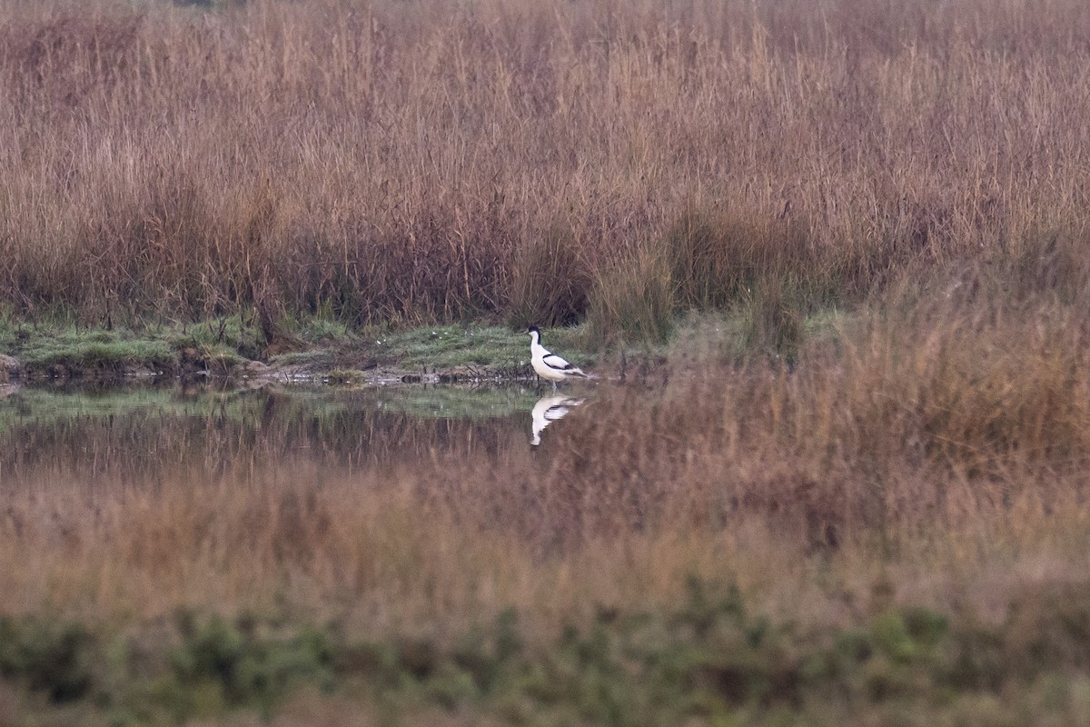 Pied Avocet - ML430166501