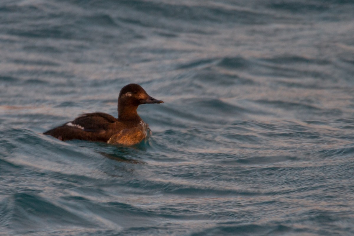 Velvet Scoter - ML43016651