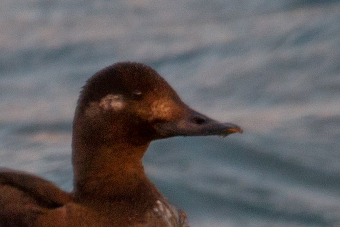 Velvet Scoter - ML43016661