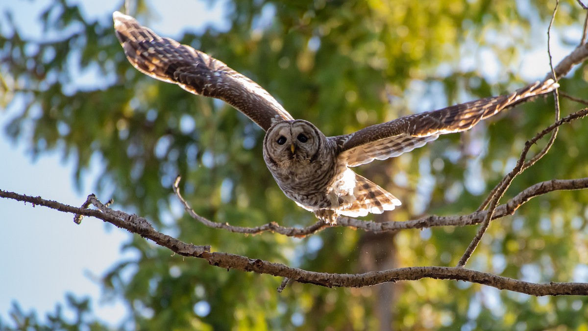 Barred Owl - ML430167571