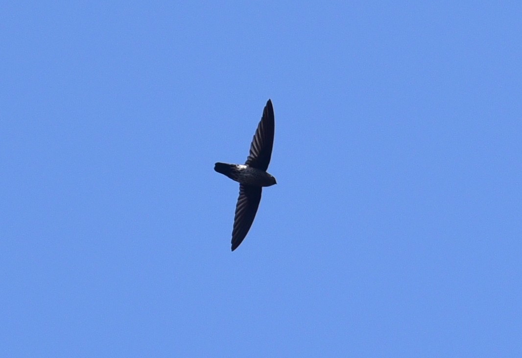 Plume-toed Swiftlet - ML430169101