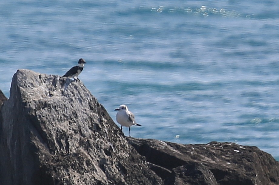 Martin-pêcheur d'Amérique - ML43016911