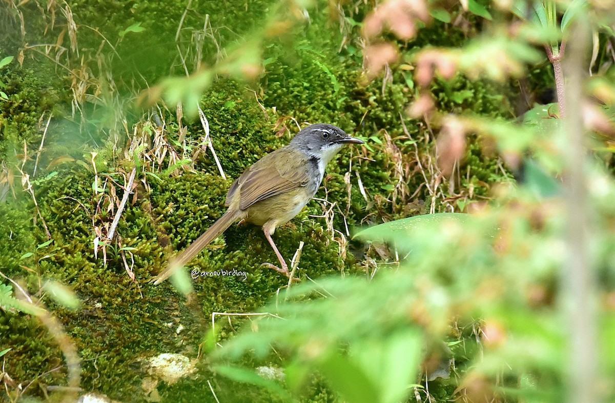 Hill Prinia - ML430169371