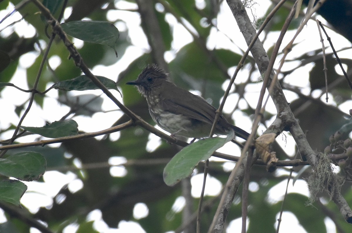 Sumatran Bulbul - ML430169381