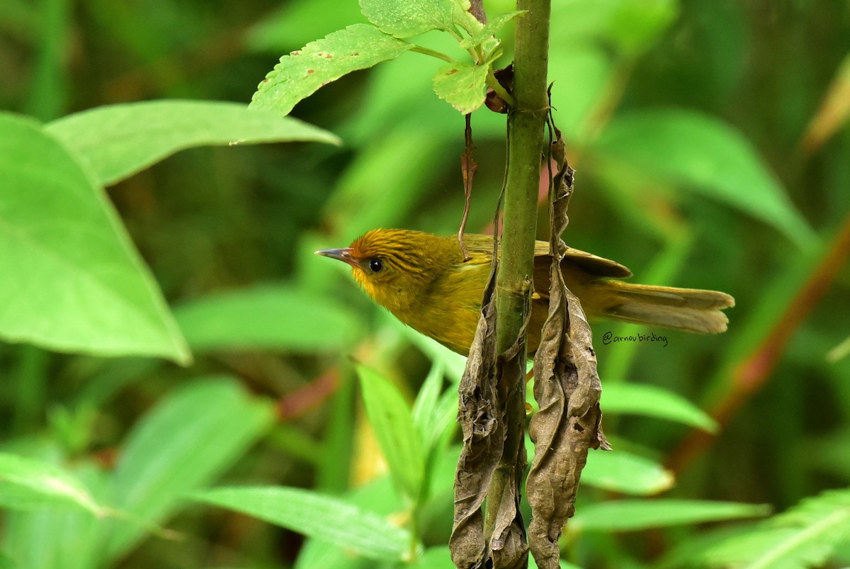 Golden Babbler - ML430169591