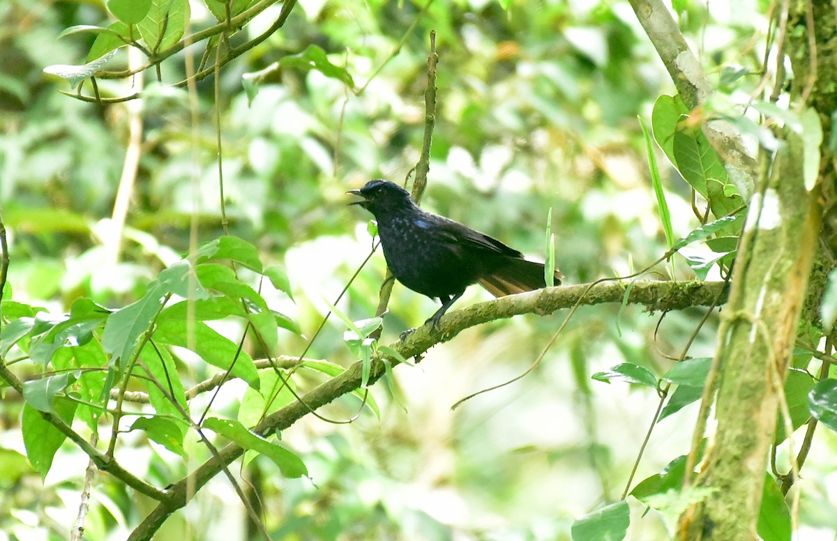 Shiny Whistling-Thrush - ML430169821