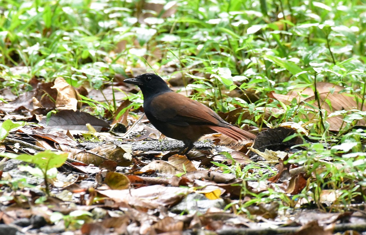 Sumatran Whistling-Thrush - ML430169881