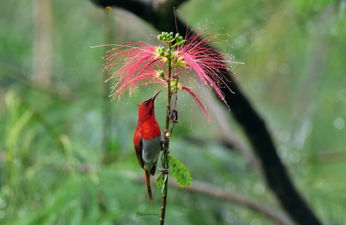 Temminck's Sunbird - ML430169941