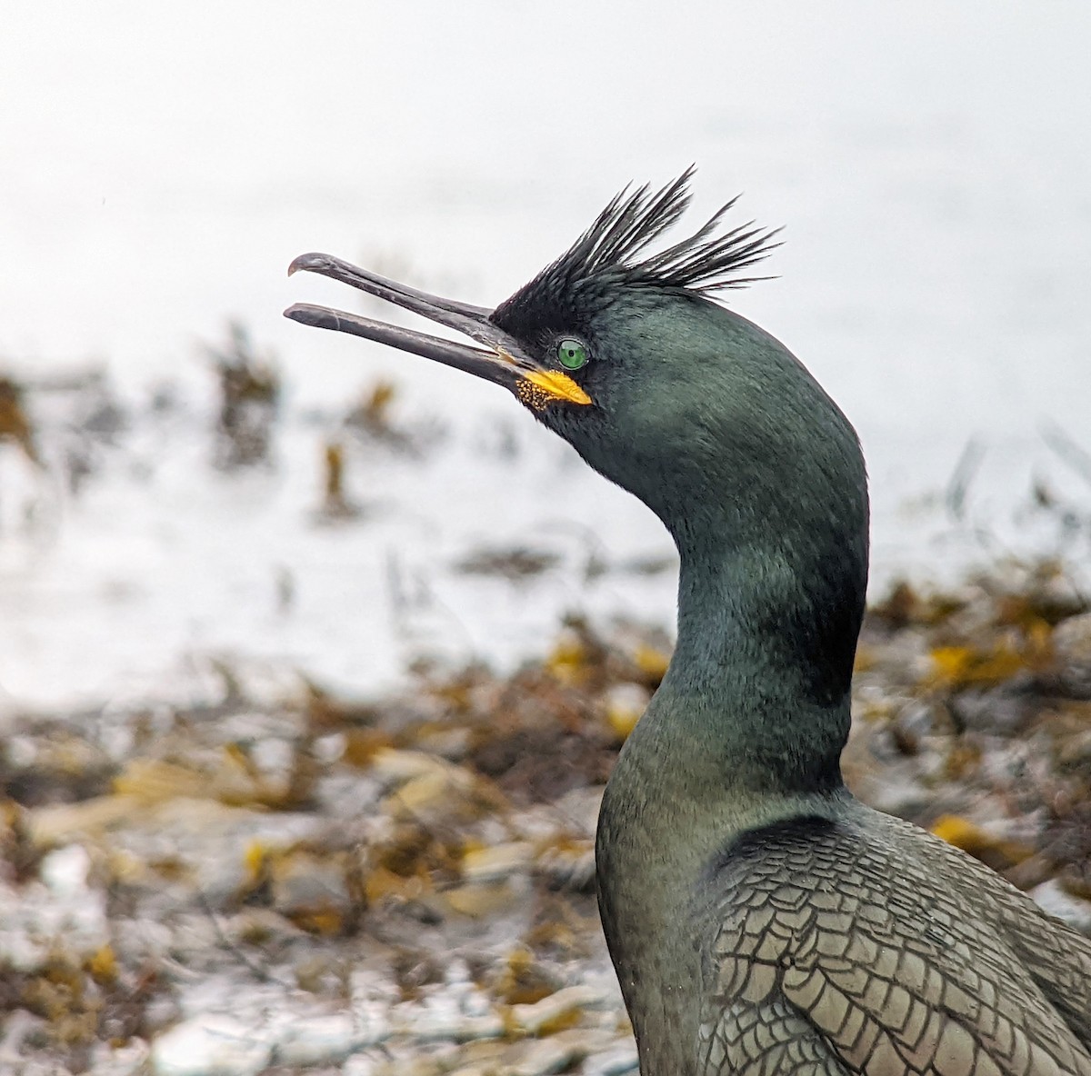 European Shag (Atlantic) - ML430170111