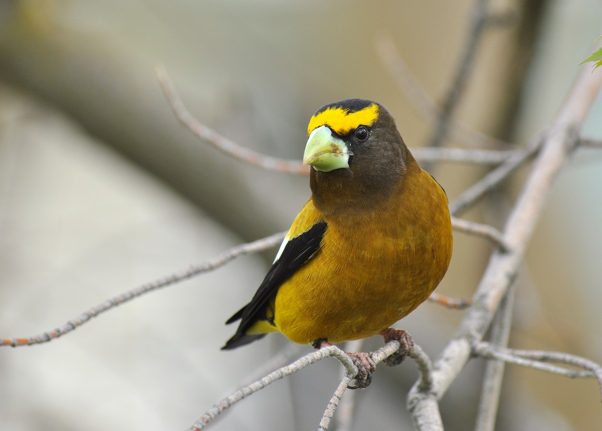 Evening Grosbeak - ML43017081