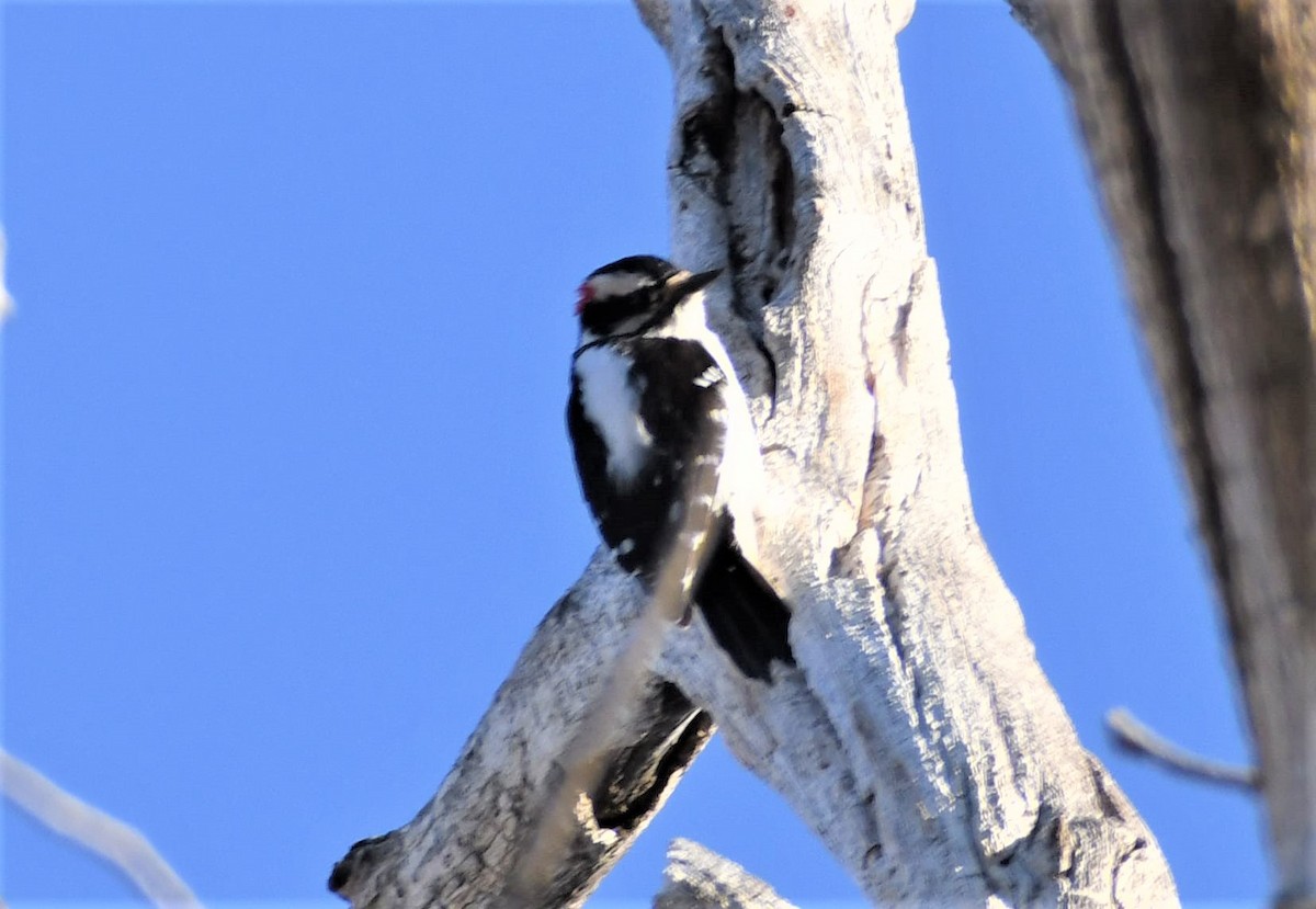 Downy Woodpecker - ML430172781