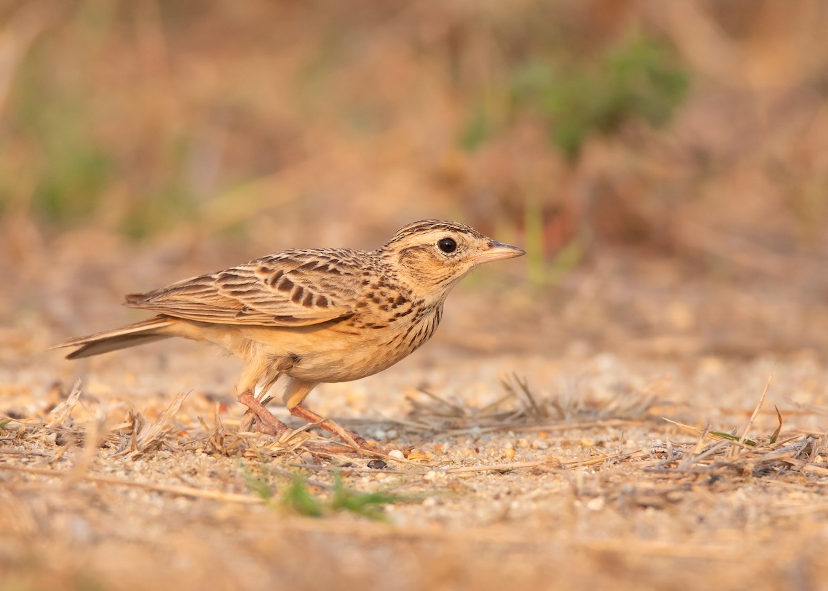 Oriental Skylark - ML430172941