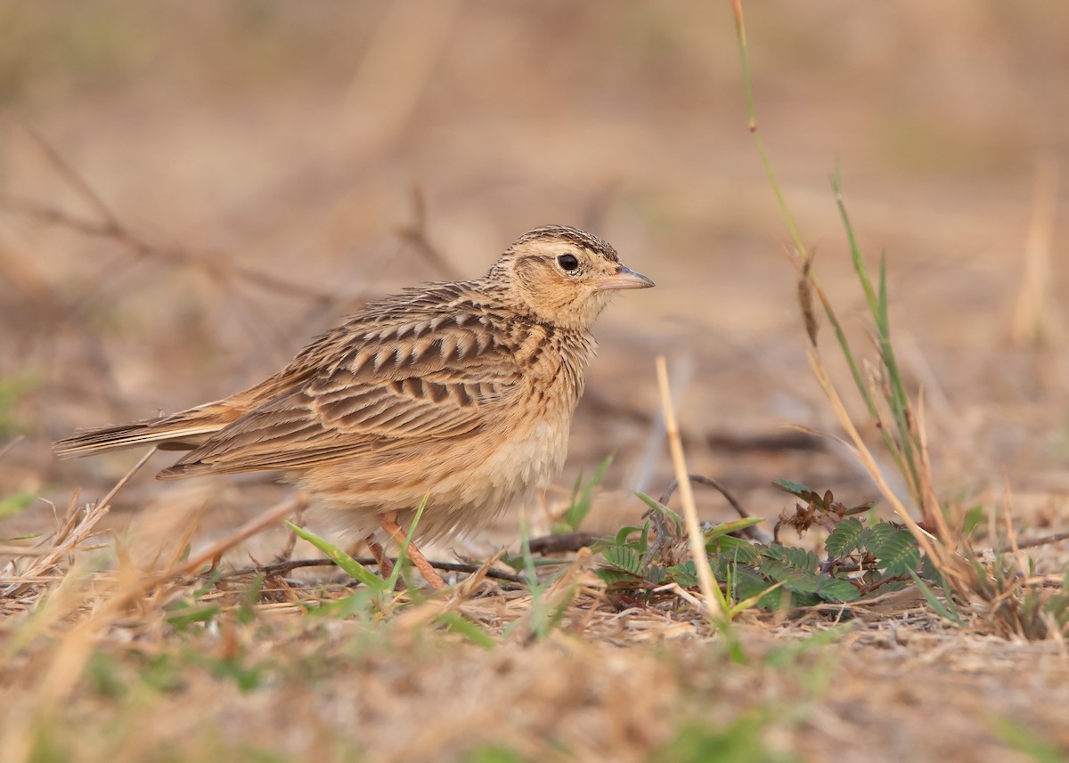 Oriental Skylark - Ayuwat Jearwattanakanok