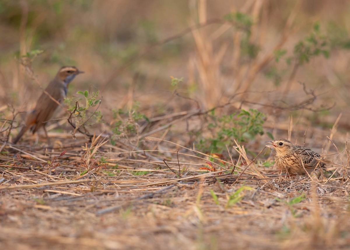 Oriental Skylark - Ayuwat Jearwattanakanok