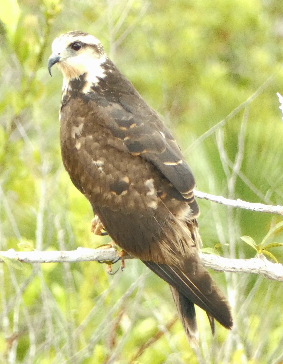 Schneckenbussard - ML430173211