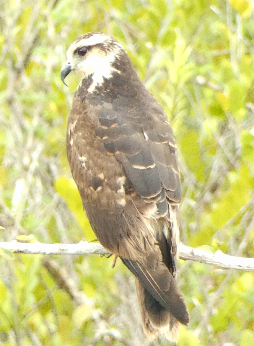 Snail Kite - ML430173221